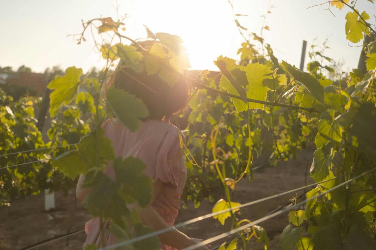 Private Napa Valley vineyard tour in late afternoon light.