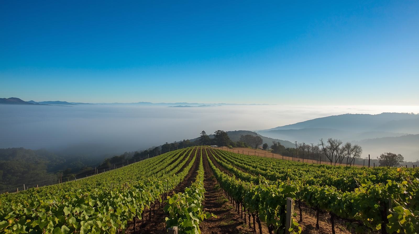 Hillside vineyard on Atlas Peak in Napa Valley above the morning fog layer, showing elevation differences and Napa microclimate variation.