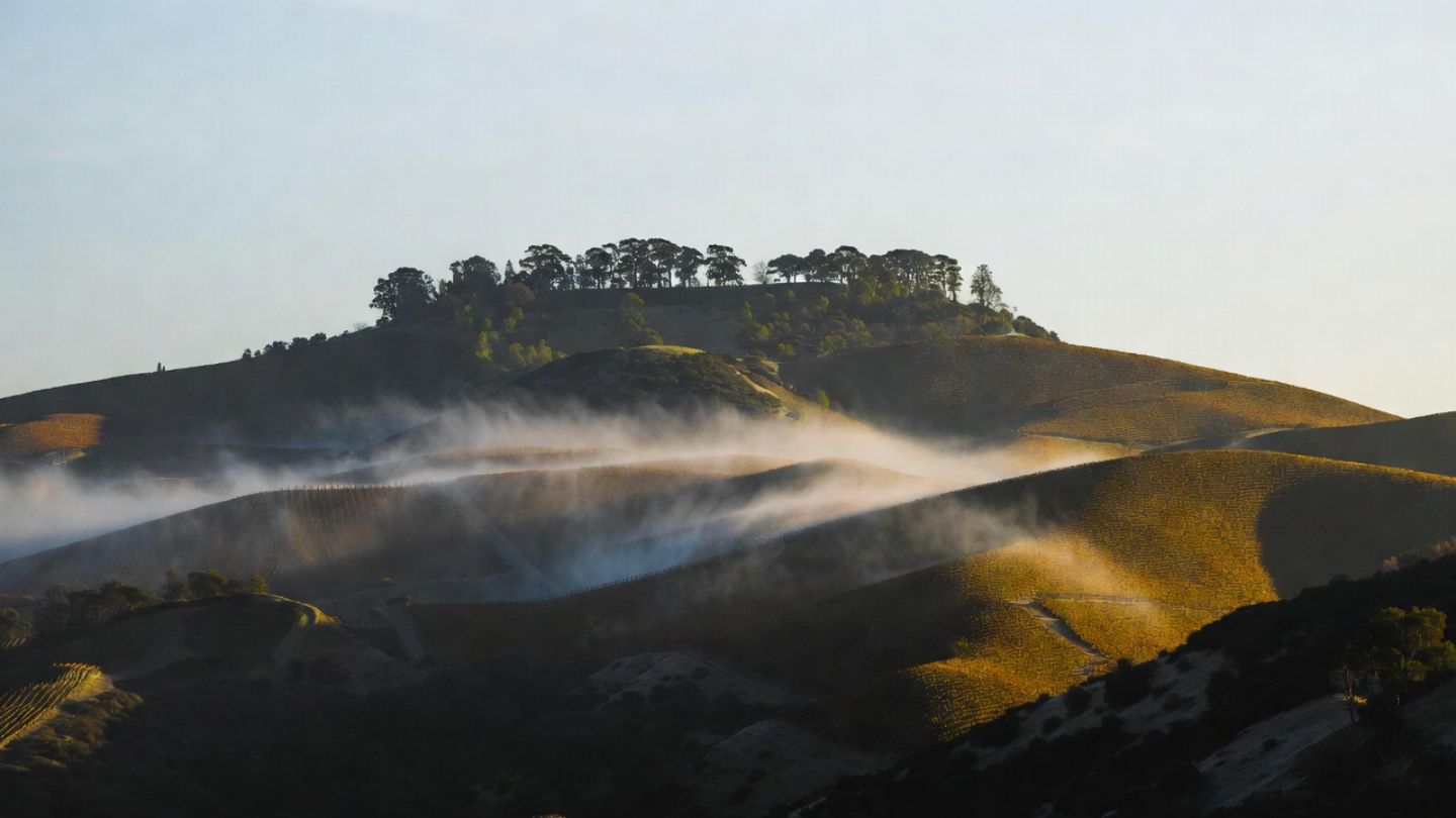 Hillside vineyard on Mount Veeder in Napa Valley with lingering fog and elevation, illustrating the cooler growing conditions that create structured, food friendly wines.