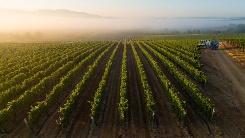 Early morning vineyard in Napa Valley showing aligned rows and working infrastructure, representing craft, systems, and operational excellence.