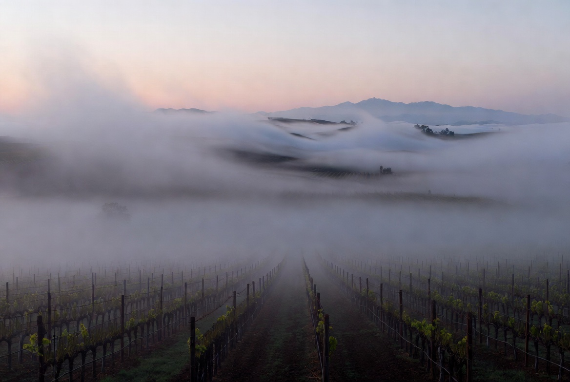 Early morning fog drifting through Napa Valley vineyards along the Rutherford benchlands, with soft light and quiet atmosphere ideal for musicians seeking calm and clarity.”