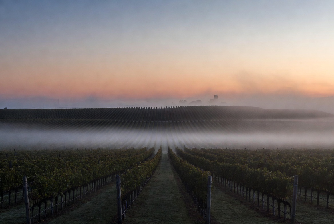 Early morning fog drifting through vineyard rows in Napa Valley, creating a calm and spacious atmosphere ideal for rest and reflection