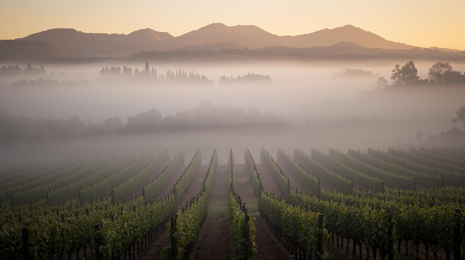 Morning fog covering vineyard rows in the Rutherford benchlands of Napa Valley along Silverado Trail, illustrating the quiet natural soundscape and peaceful atmosphere of wine country.