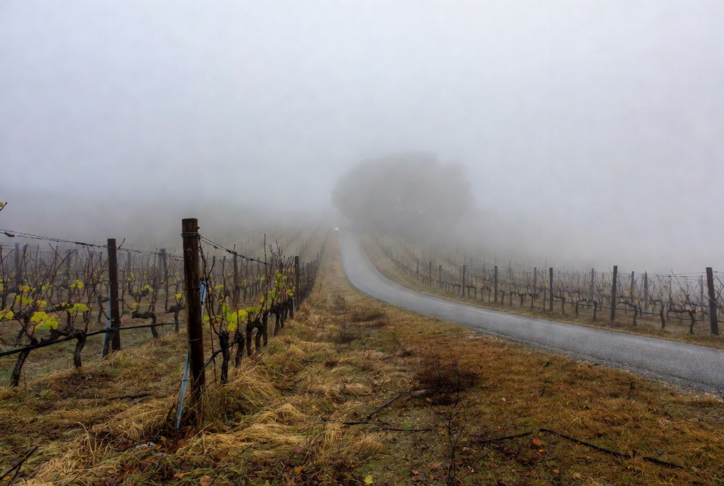 A quiet vineyard road in Napa Valley during lingering morning fog, with rows of vines on either side and no people present