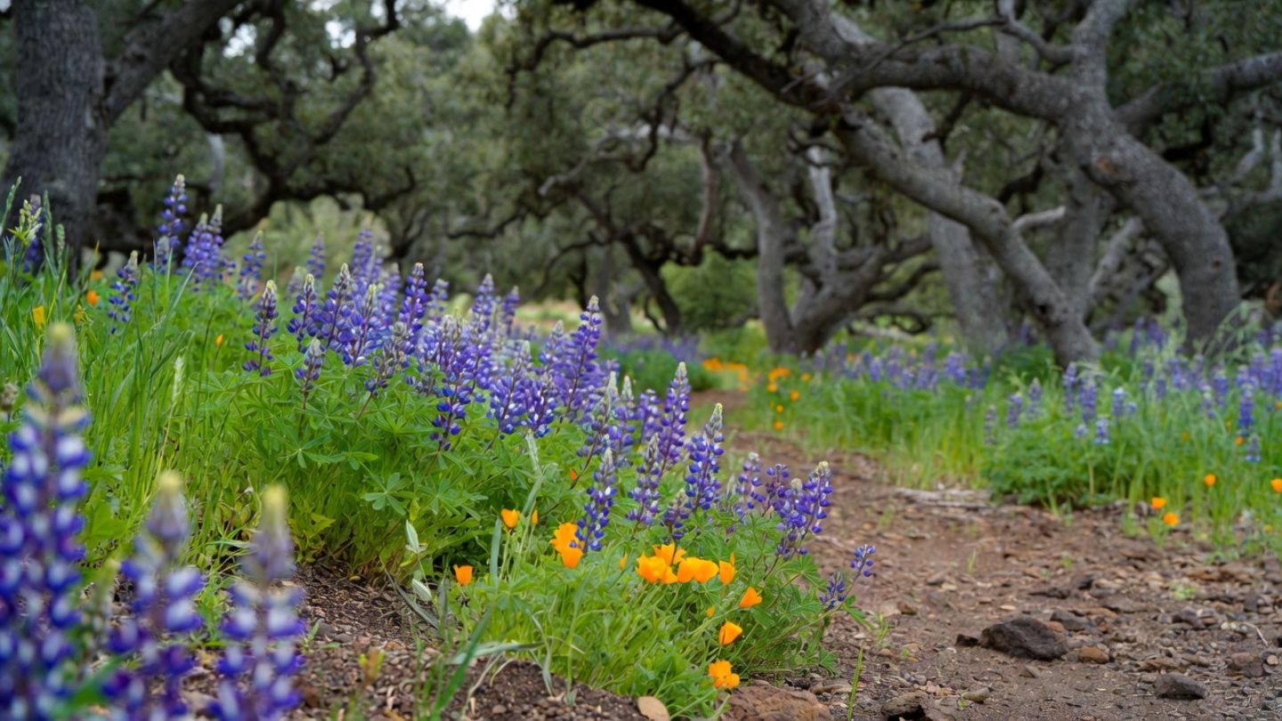 Wildflower trail in Napa Valley with lupine and poppies blooming among oak trees at Skyline Wilderness Park, a springtime hiking destination for visitors exploring Napa blooms beyond the Peninsula.