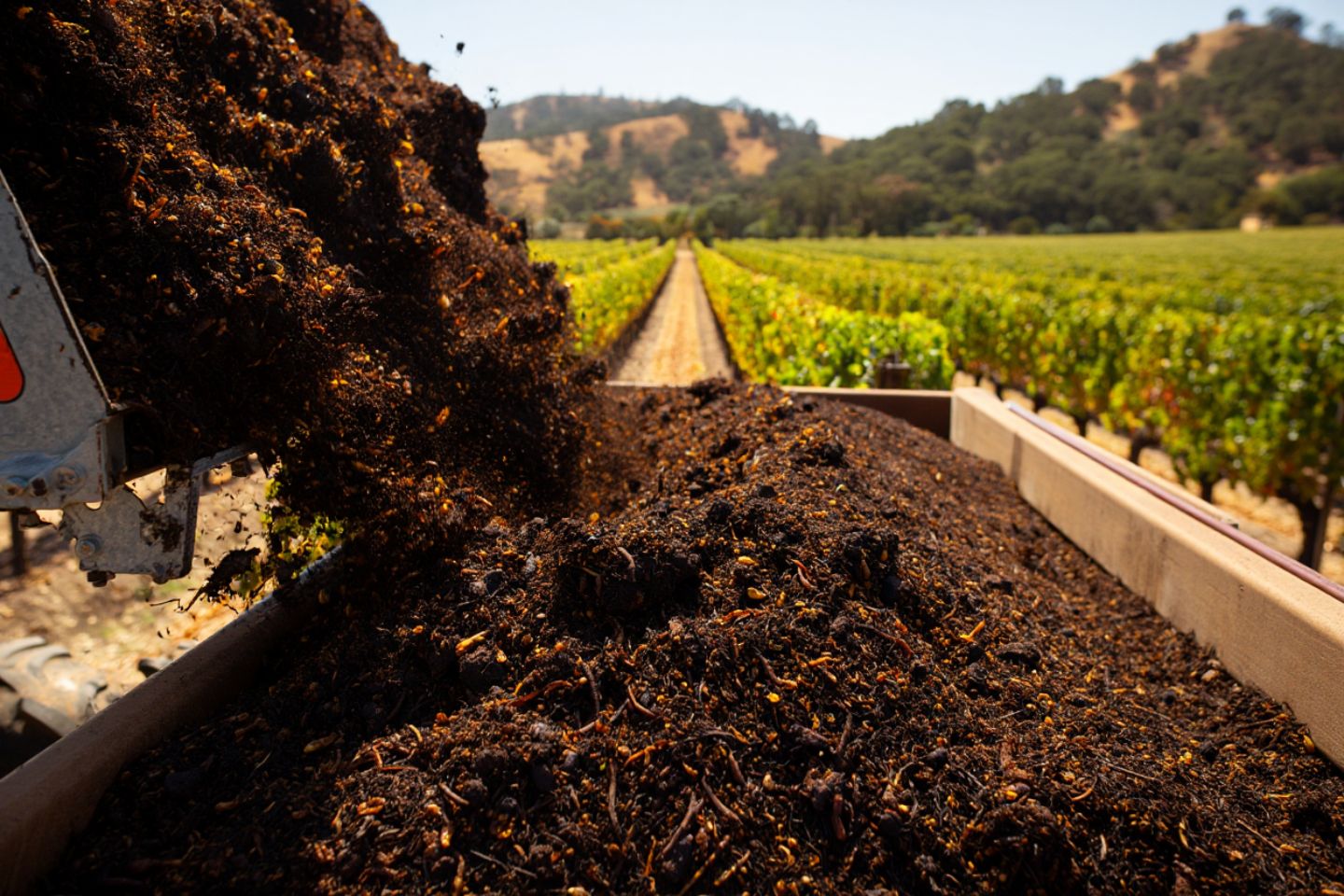 Compost being spread in vineyard rows in Oakville Napa Valley as part of regenerative farming practices with healthy soil visible between vines.
