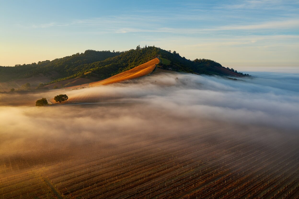 Morning fog pooling along Silverado Trail in Rutherford Napa Valley with hillsides above the fog line, demonstrating microclimate differences that influence wine flavor.