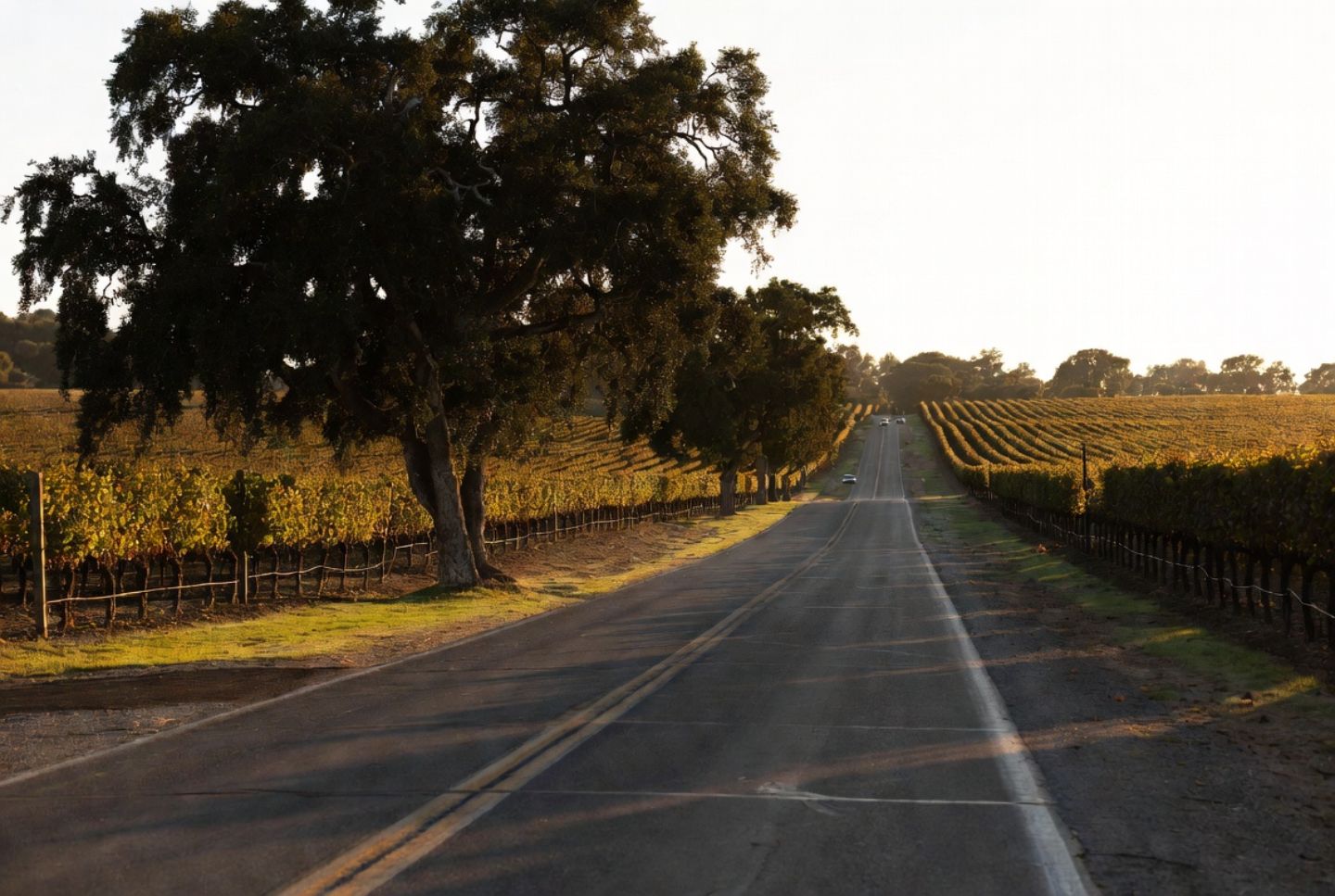 Golden hour light along Silverado Trail in Napa Valley, with vineyard rows and soft shadows creating a quiet, spacious landscape
