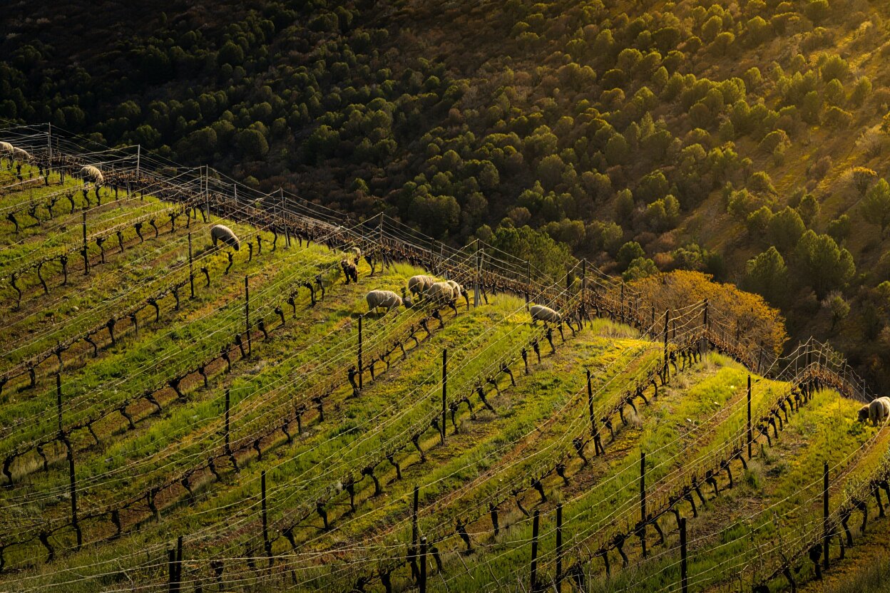 Sheep grazing between vineyard rows on Spring Mountain in Napa Valley to reduce wildfire fuel and support climate resilient farming.