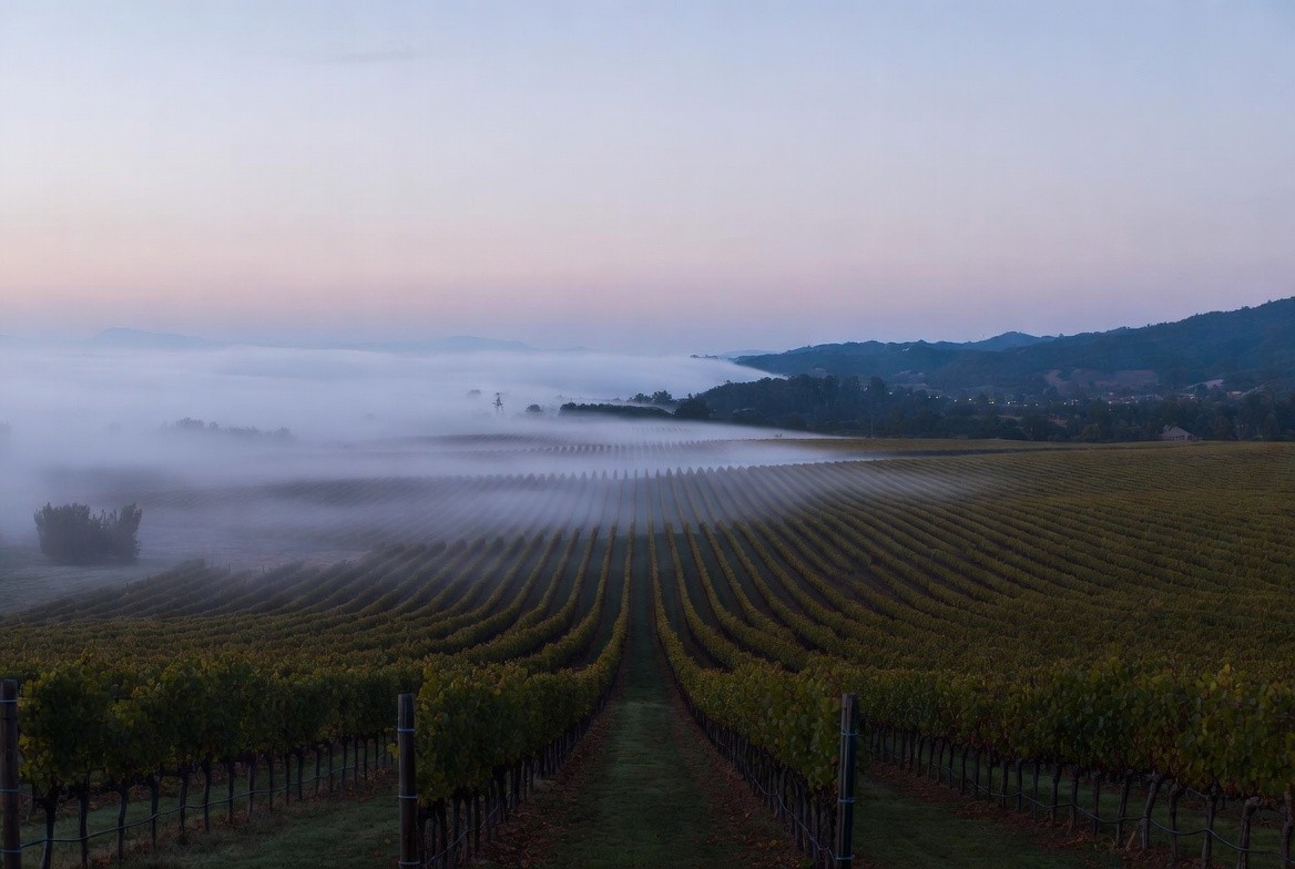 Morning fog over vineyard rows on the Rutherford benchlands in Napa Valley, symbolizing patience, time, and the long-term approach to building a wine cellar.